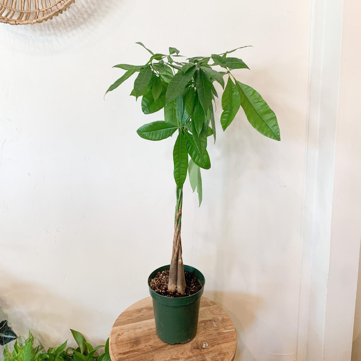 8 Money Tree