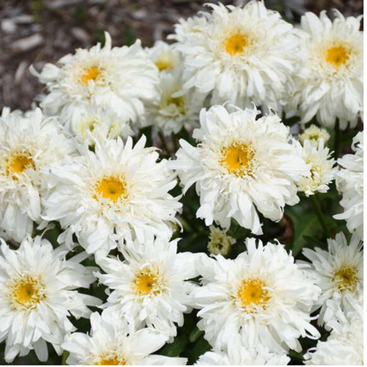Amazing Daisies 'Marshmallow' Shasta Daisy (Leucanthemum marshmallow) - 1 gallon