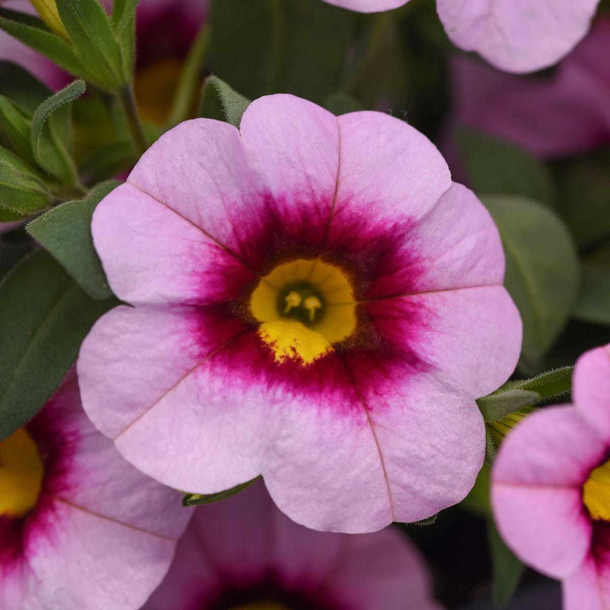 Calibrachoa MiniFamous Neo Light Pink+Eye 4"