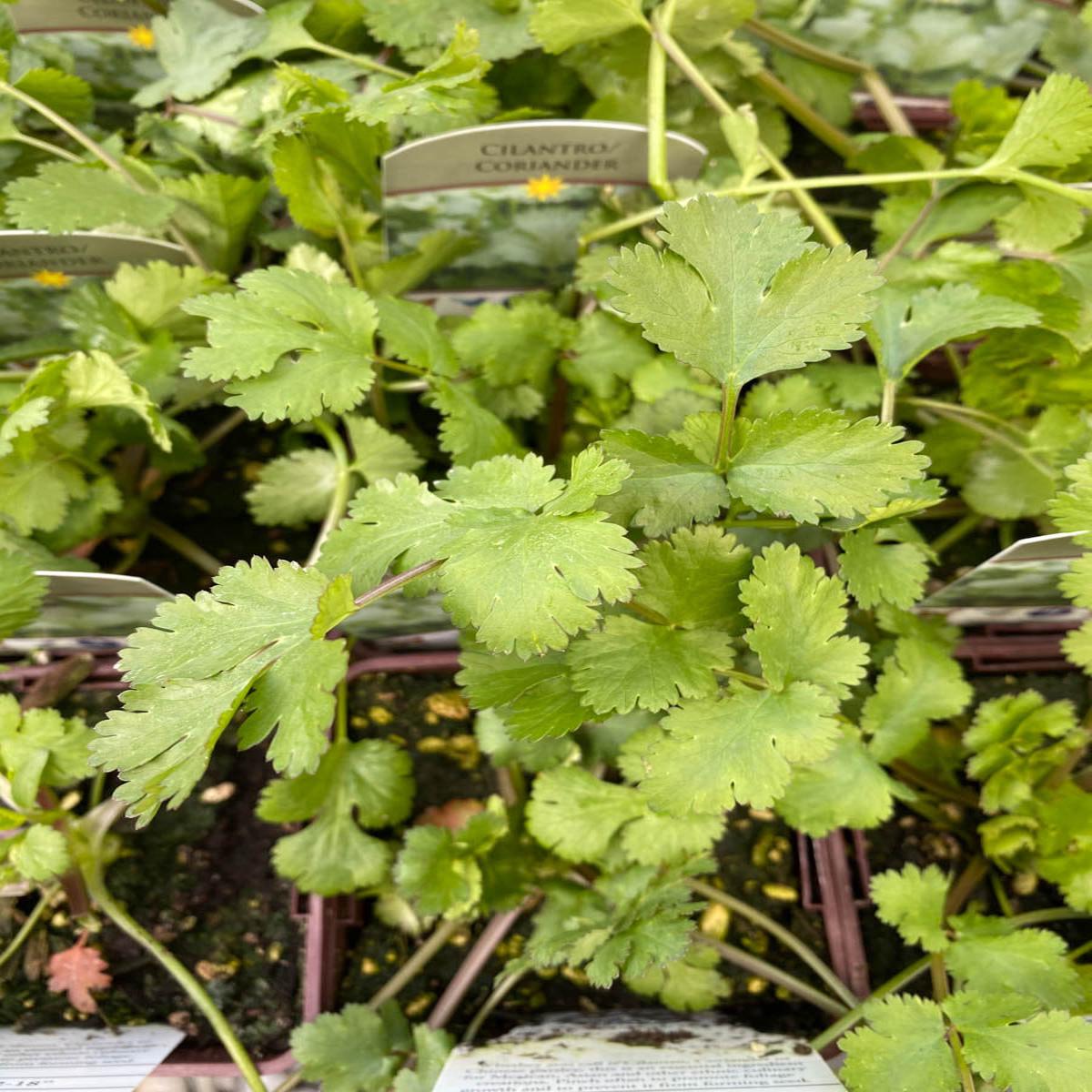 Cilantro 4