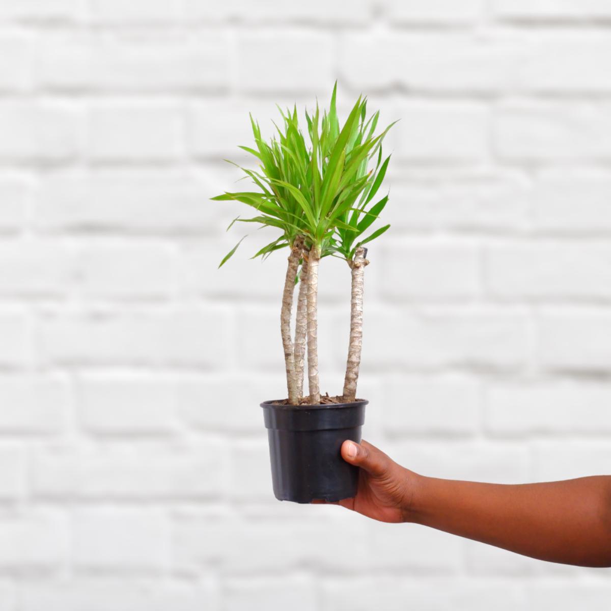 Dragon Tree - Angazi Multistem