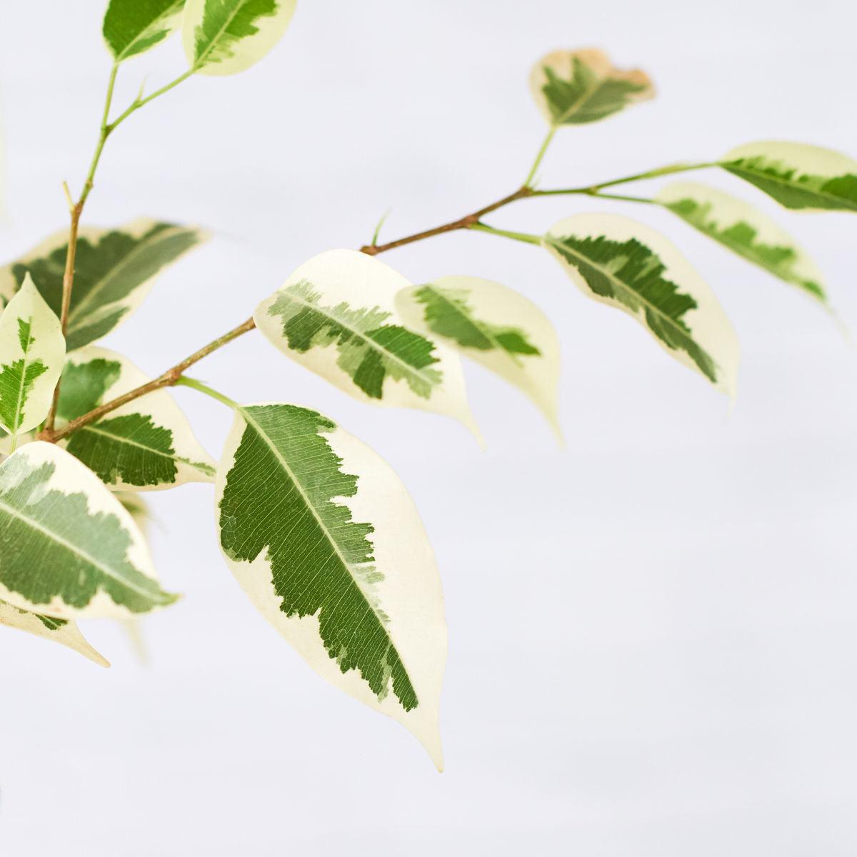 Ficus Starlight