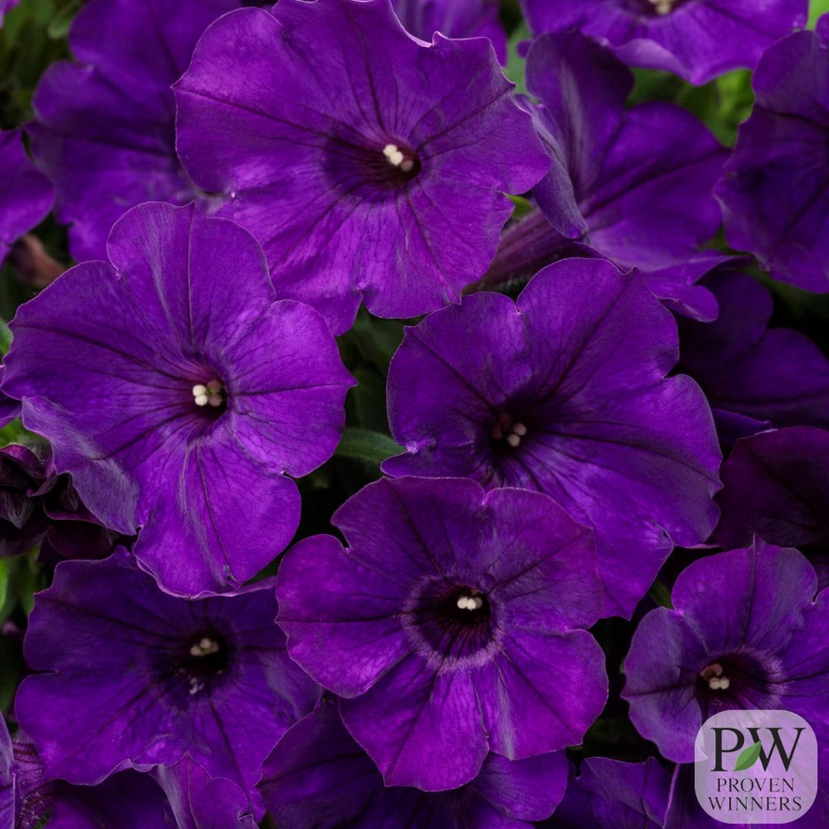Petunia Supertunia Royal Velvet 4.5"
