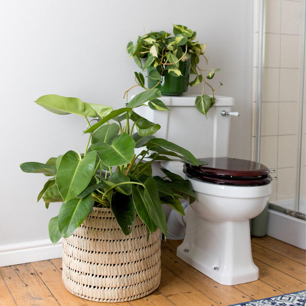 Philodendron - Emerald Green - EXTRA LARGE