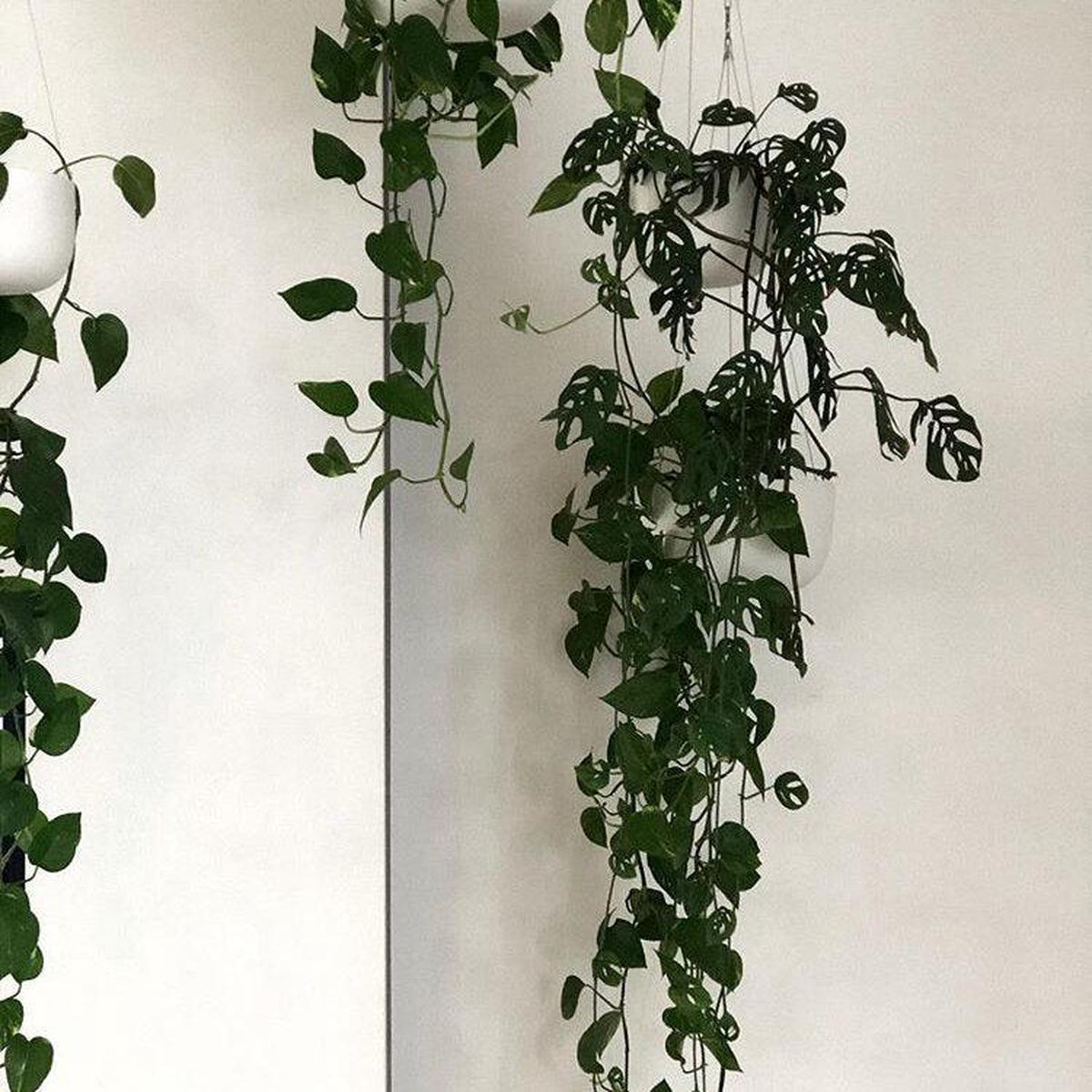 Raw Earth Hanging Planters by Angus & Celeste
