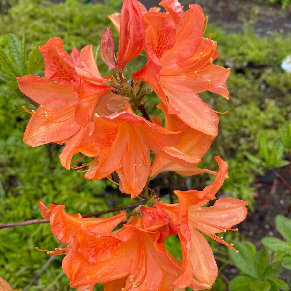 Rhododendron 'Queen Emma