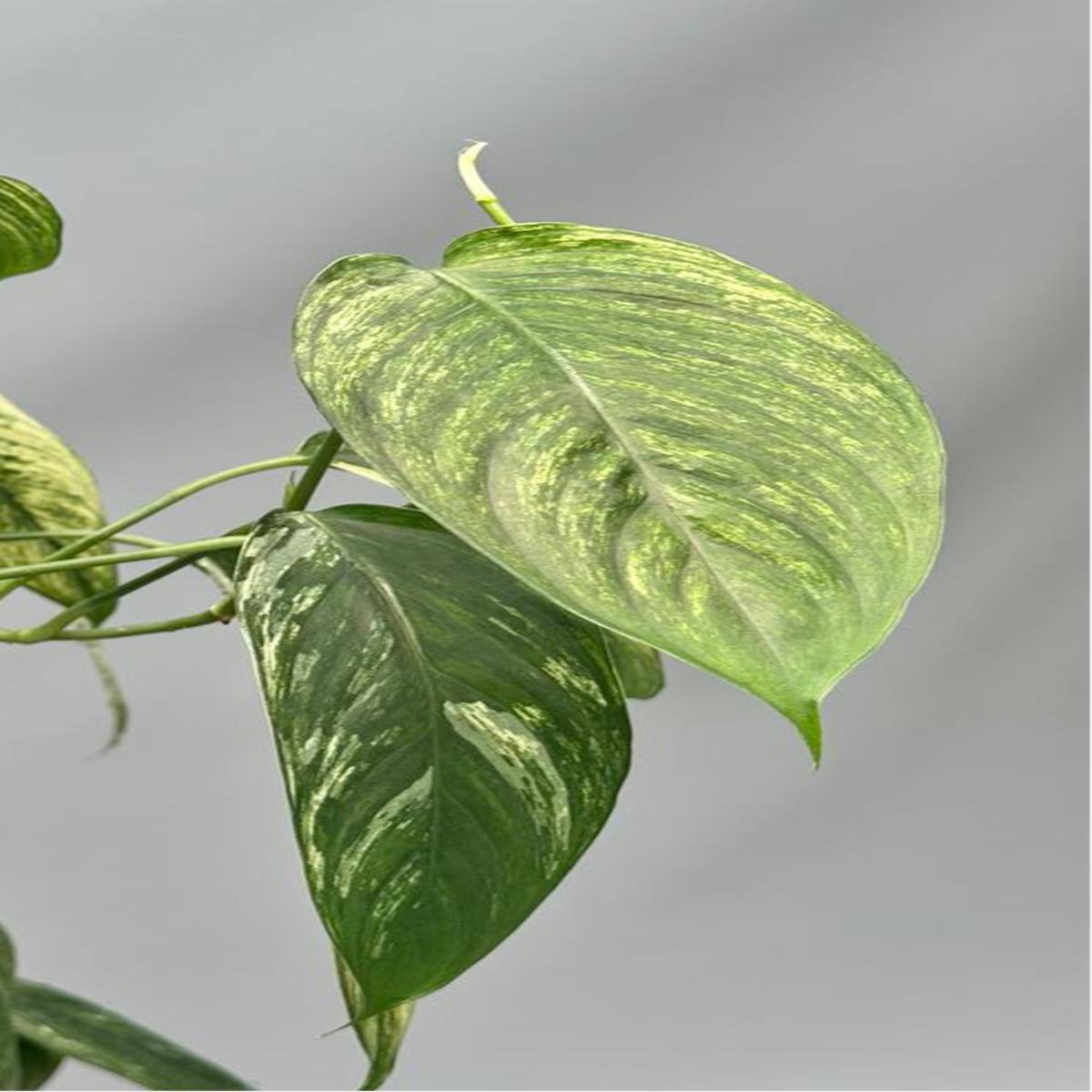 Scindapsus curanii  Vangiego