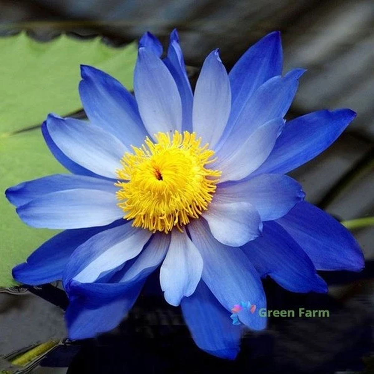 1 Seed Blue Lotus Nelumbo Nucifera Unusually Beautiful Perennial Pond Plants
