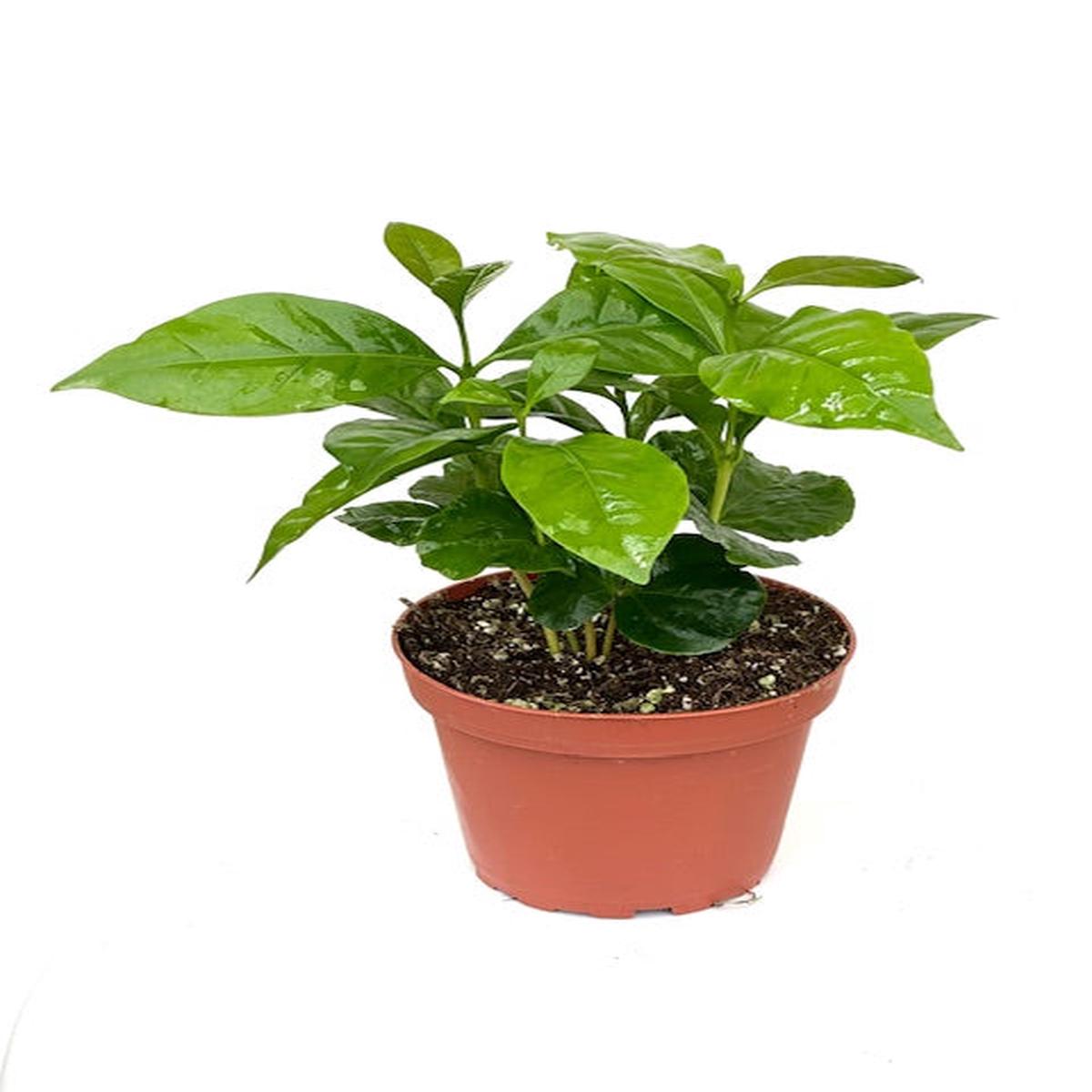 4" Coffee Arabica