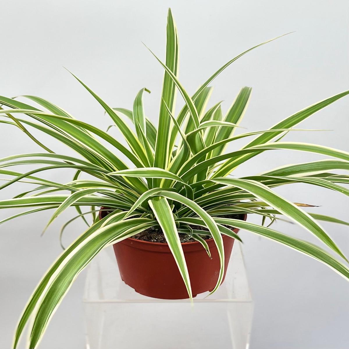 6" Chlorophytum Spider, Reverse