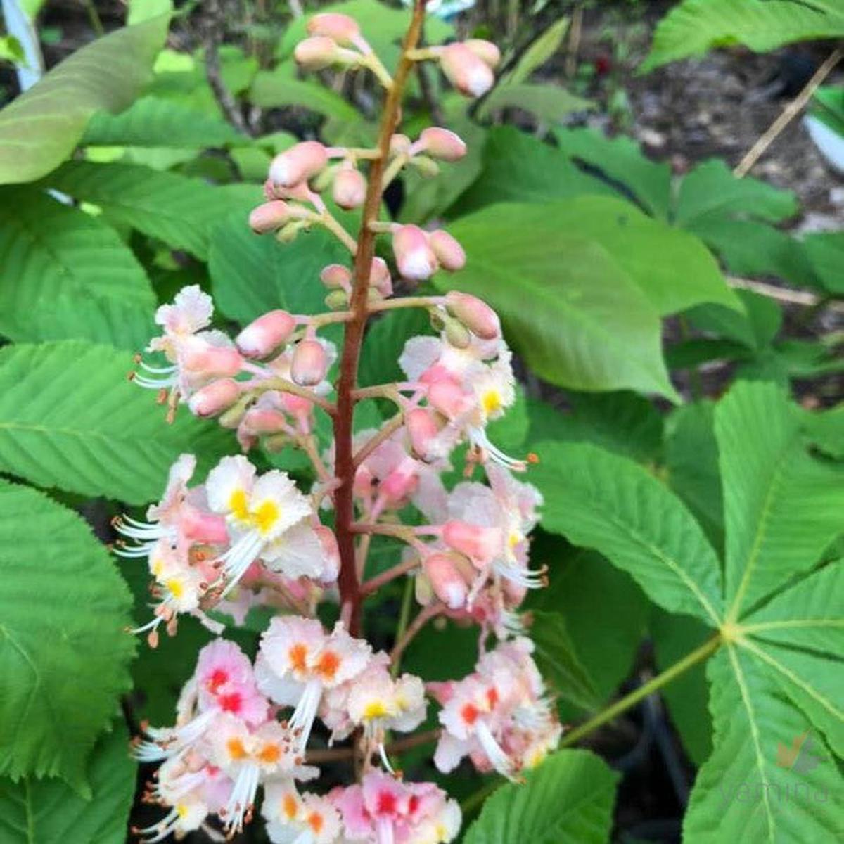 Aesculus x carnea Plantierensis