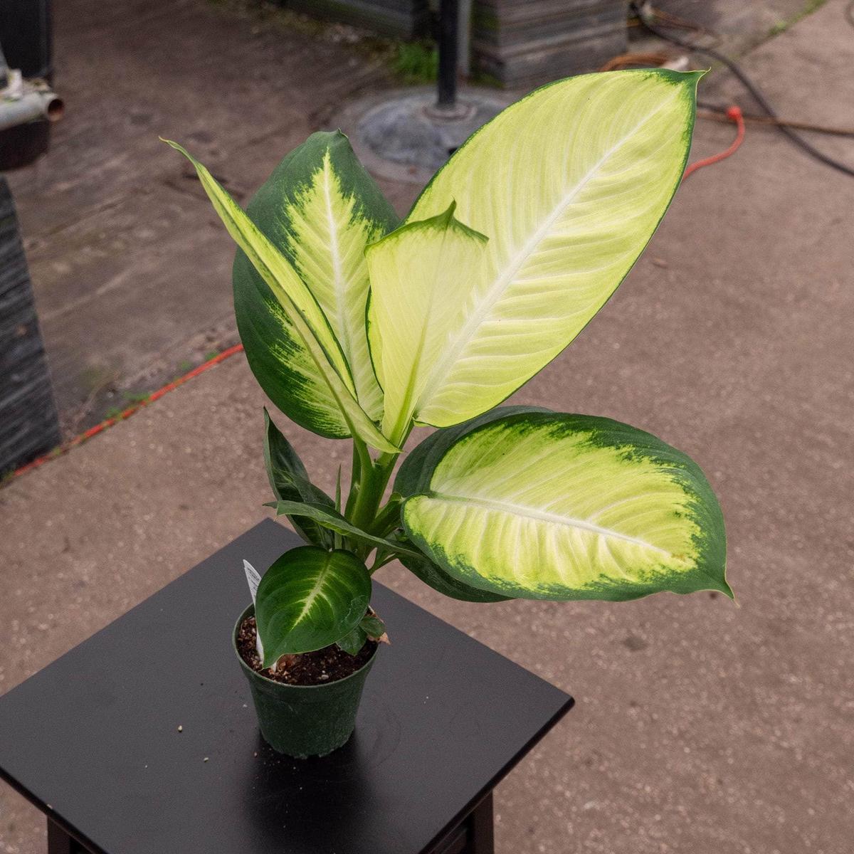Dieffenbachia 'Tropic Marianne'