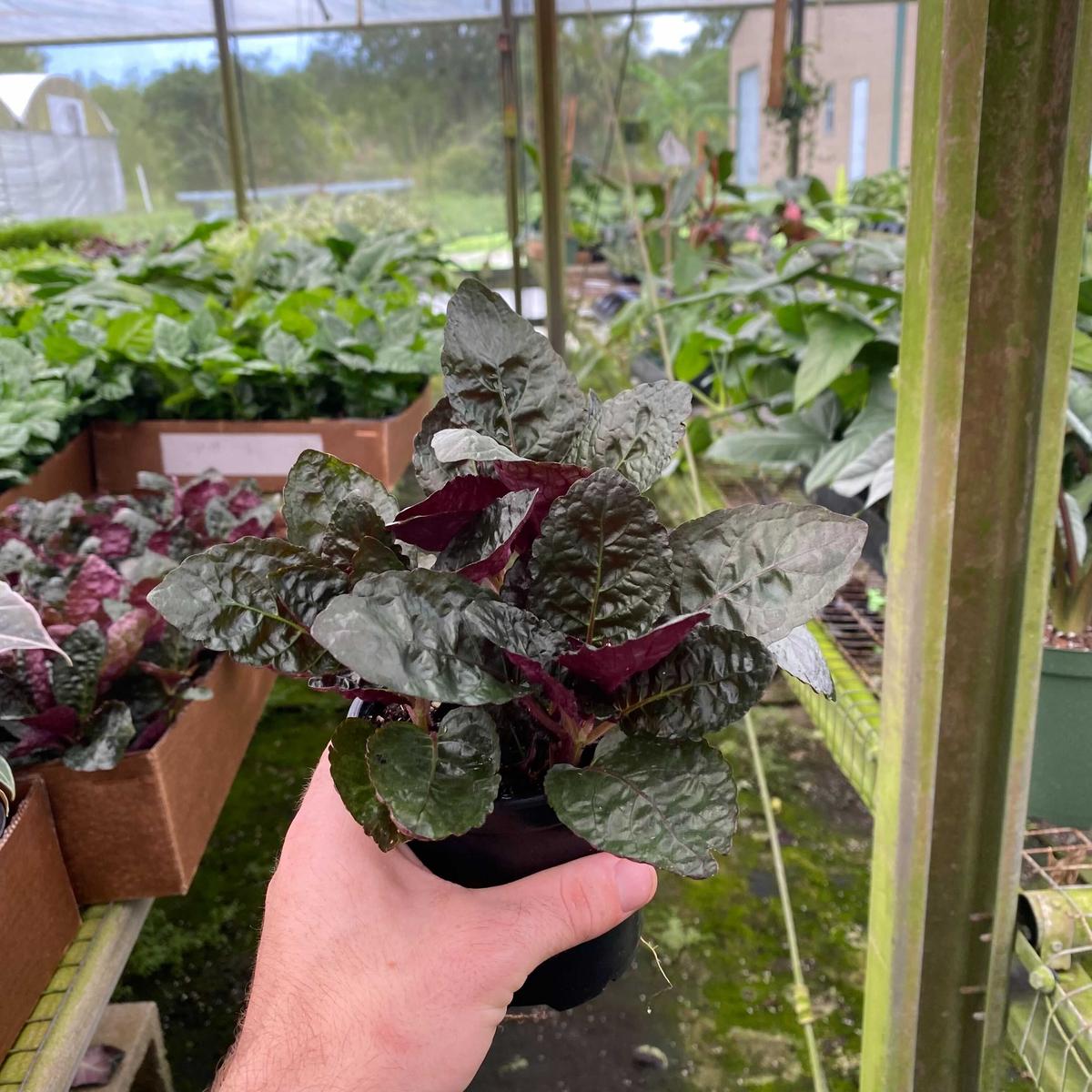 Hemigraphis alternata "Purple Waffle"