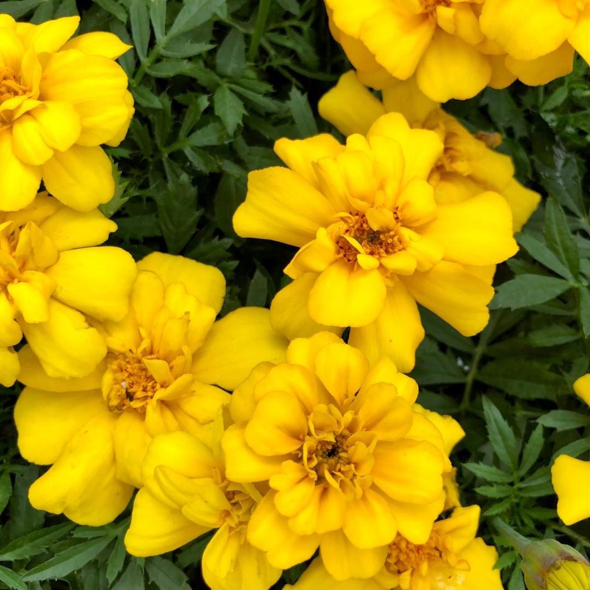 Marigold Durango Yellow Pack