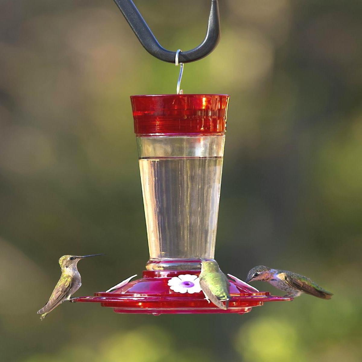 More Birds Ruby Hummingbird Feeder 10oz.