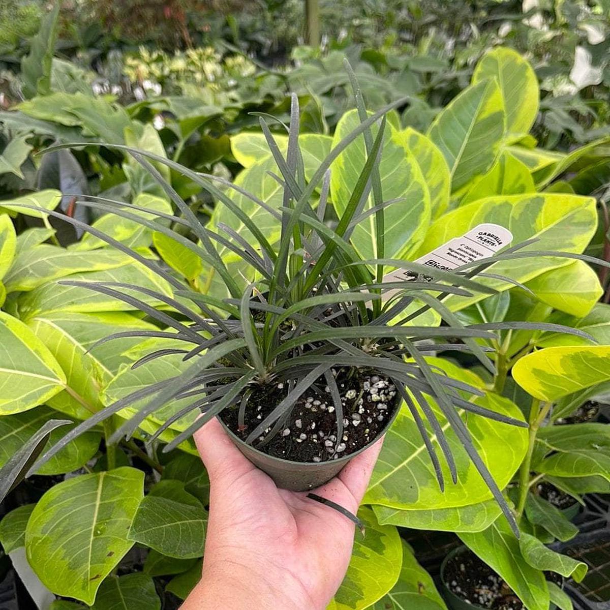 Ophiopogon planiscapus 'Nigrescens' "Black Mondo Grass"