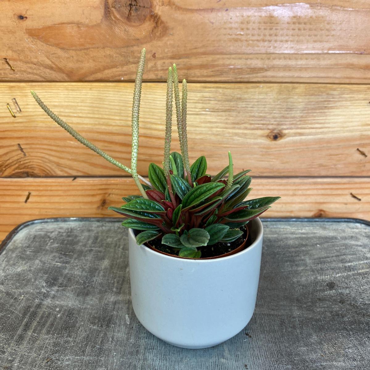 Peperomia Rosso, 2" Plant