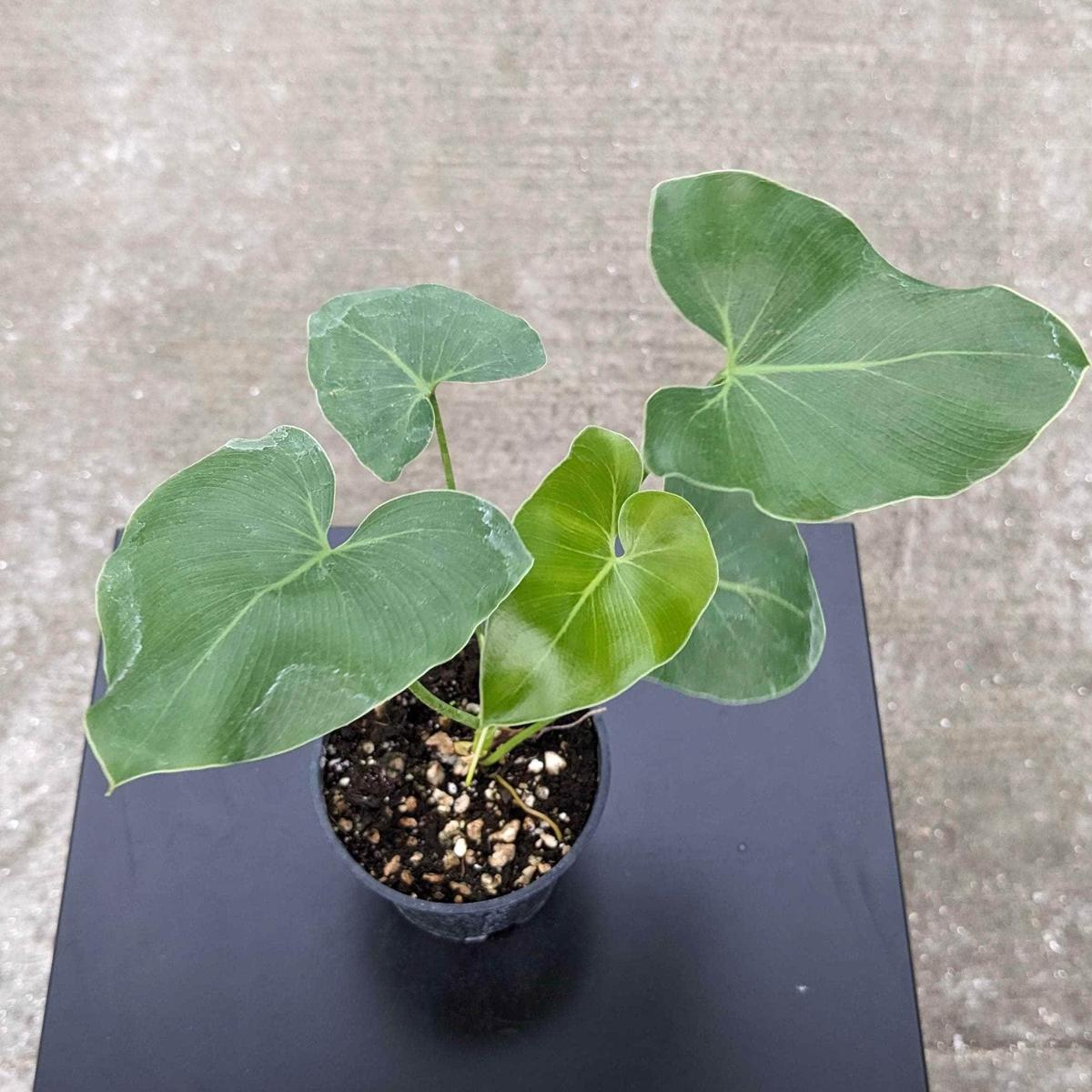 Philodendron corcovadense Seedling