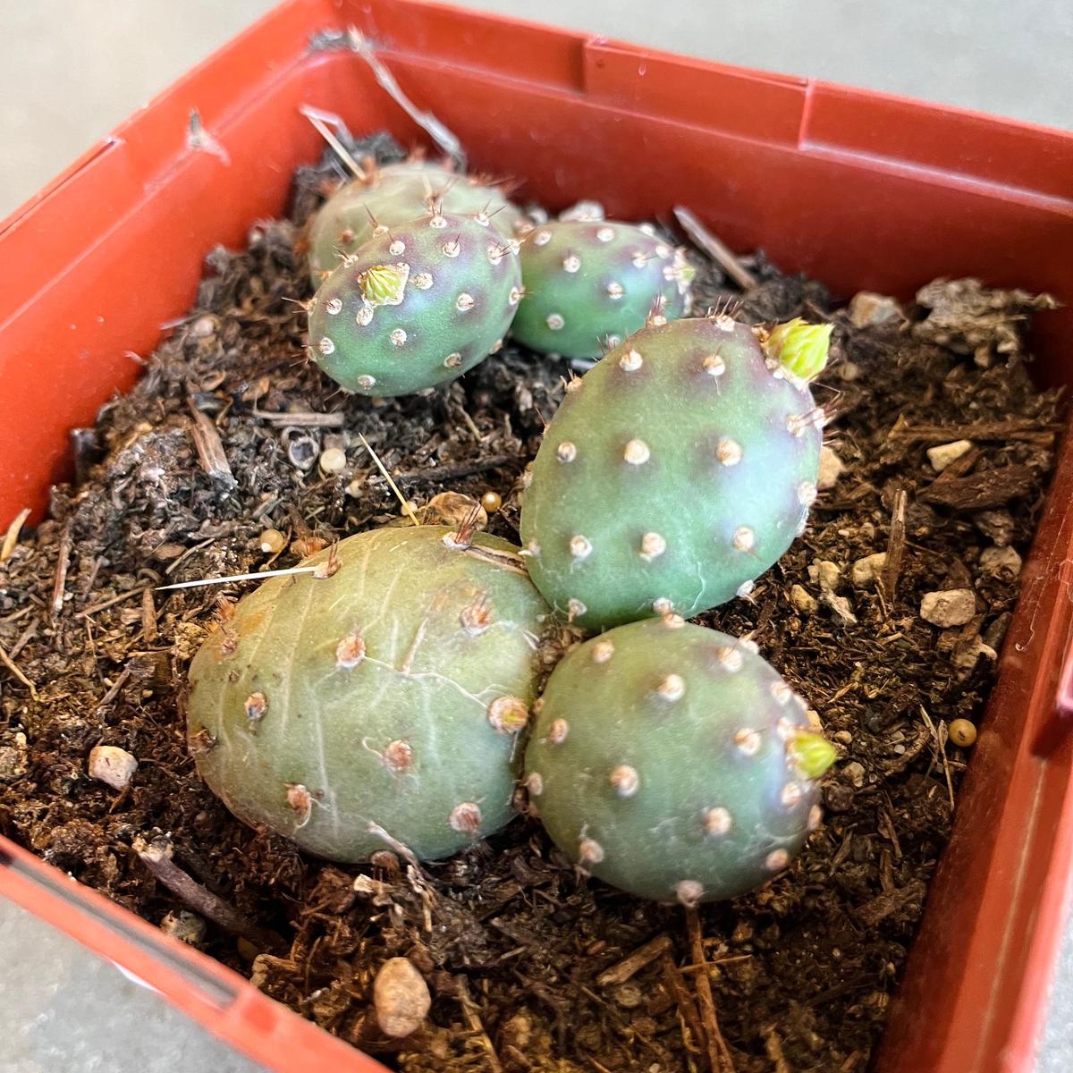 Potato Cactus