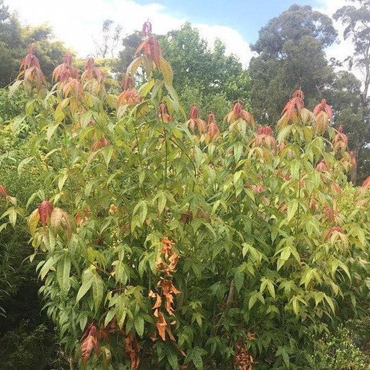 Acer Flabellatum
