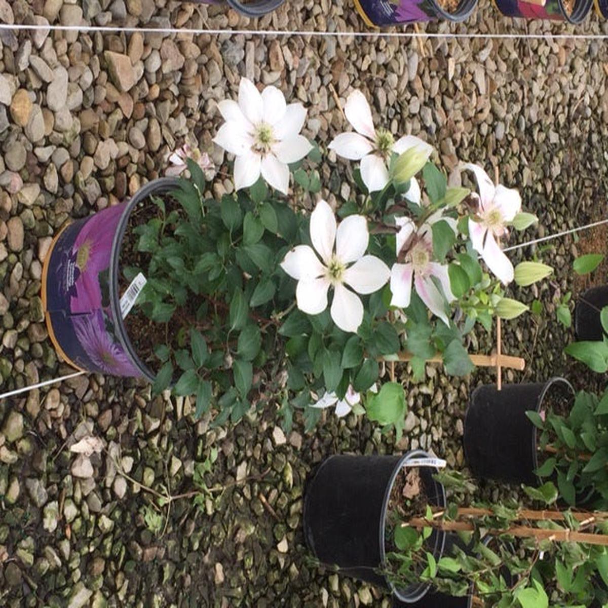 Corinne Clematis (Clematis corinne) - 1 gallon