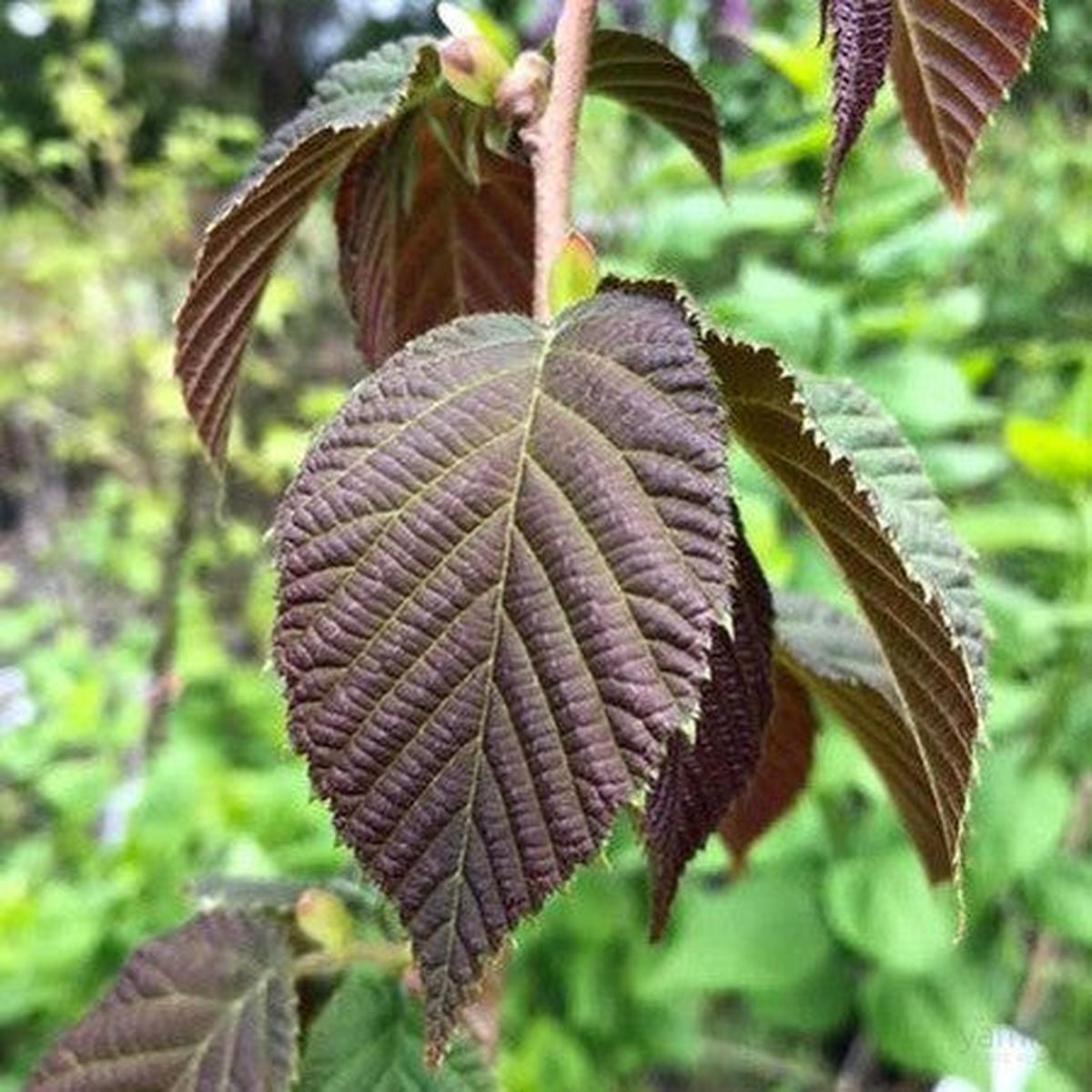 Corylus chinensis