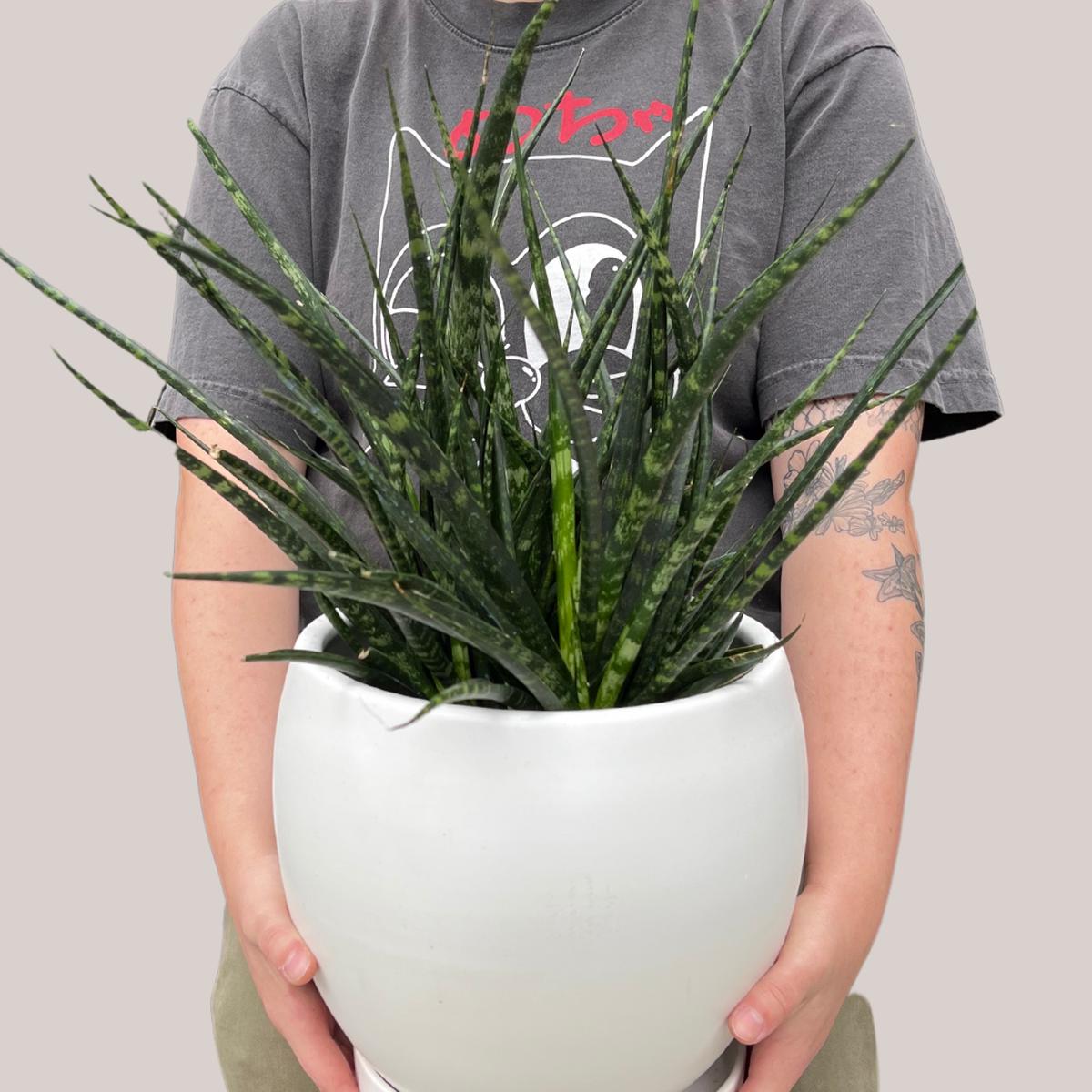Fernwood Snake Plant