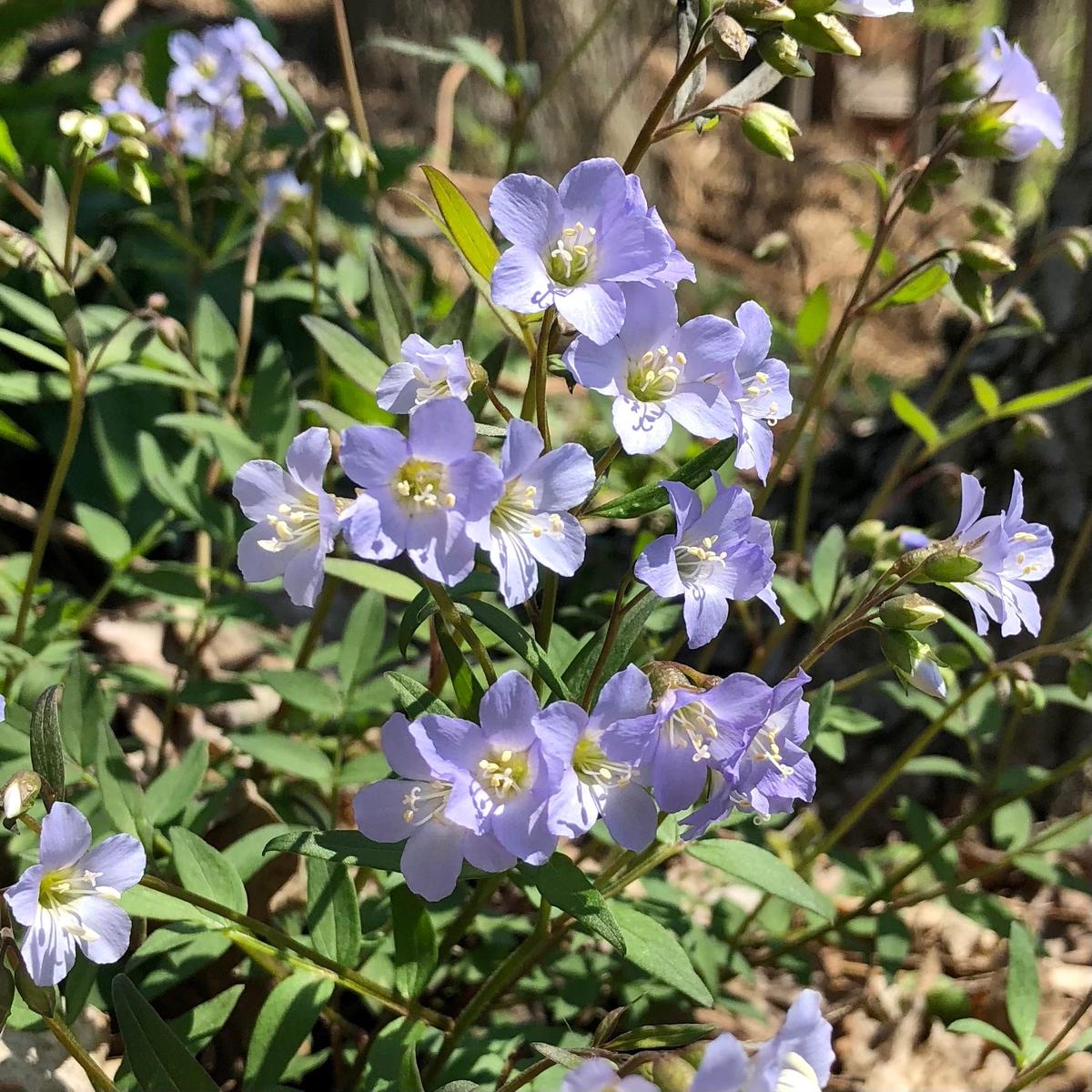 Jacob's Ladder (Polemonium reptans)