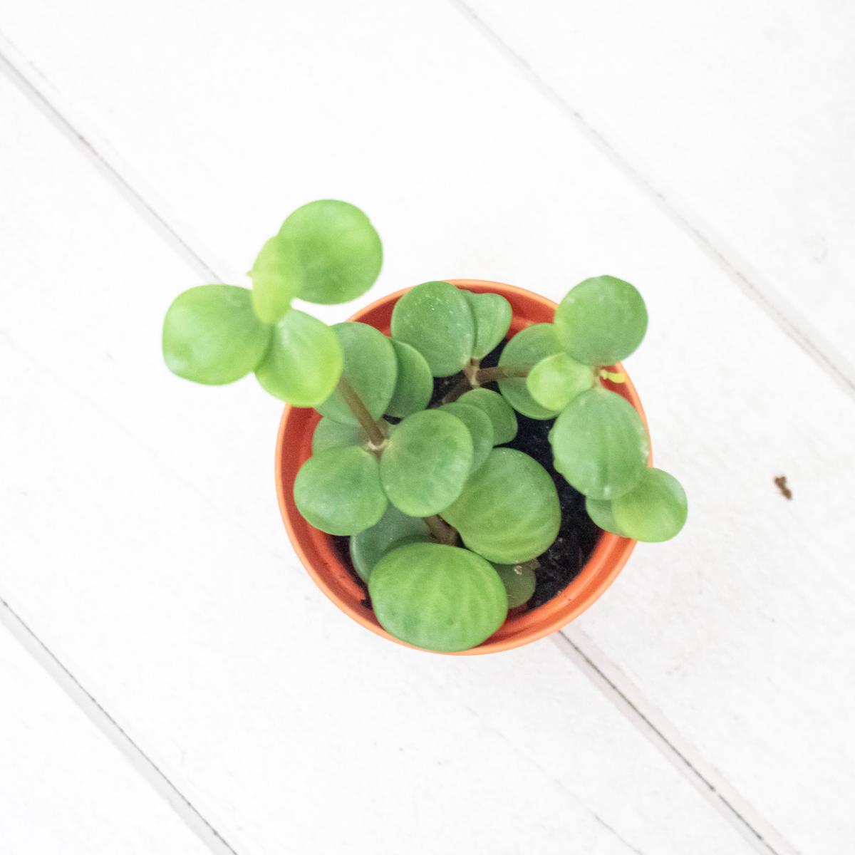 Peperomia 'Hope' Plant in Nursery Grow Pot