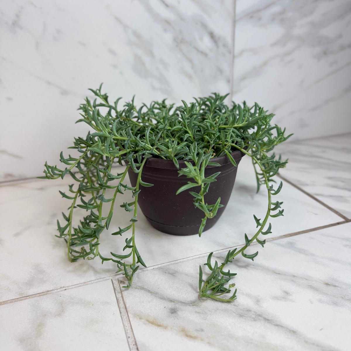 Peregrinus String of Dolphins, 6" Plant