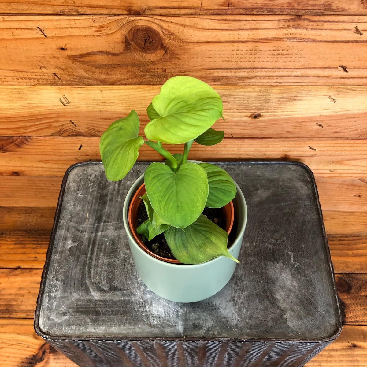 Philodendron fibraecataphyllum Peru, 4" Plant