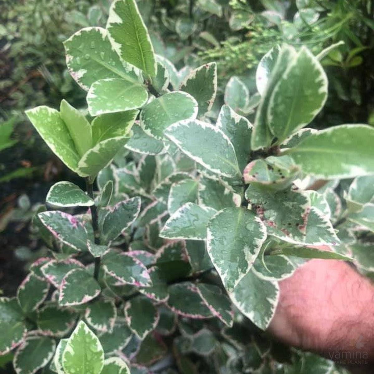 Pittosporum tenuifolium Garnettii
