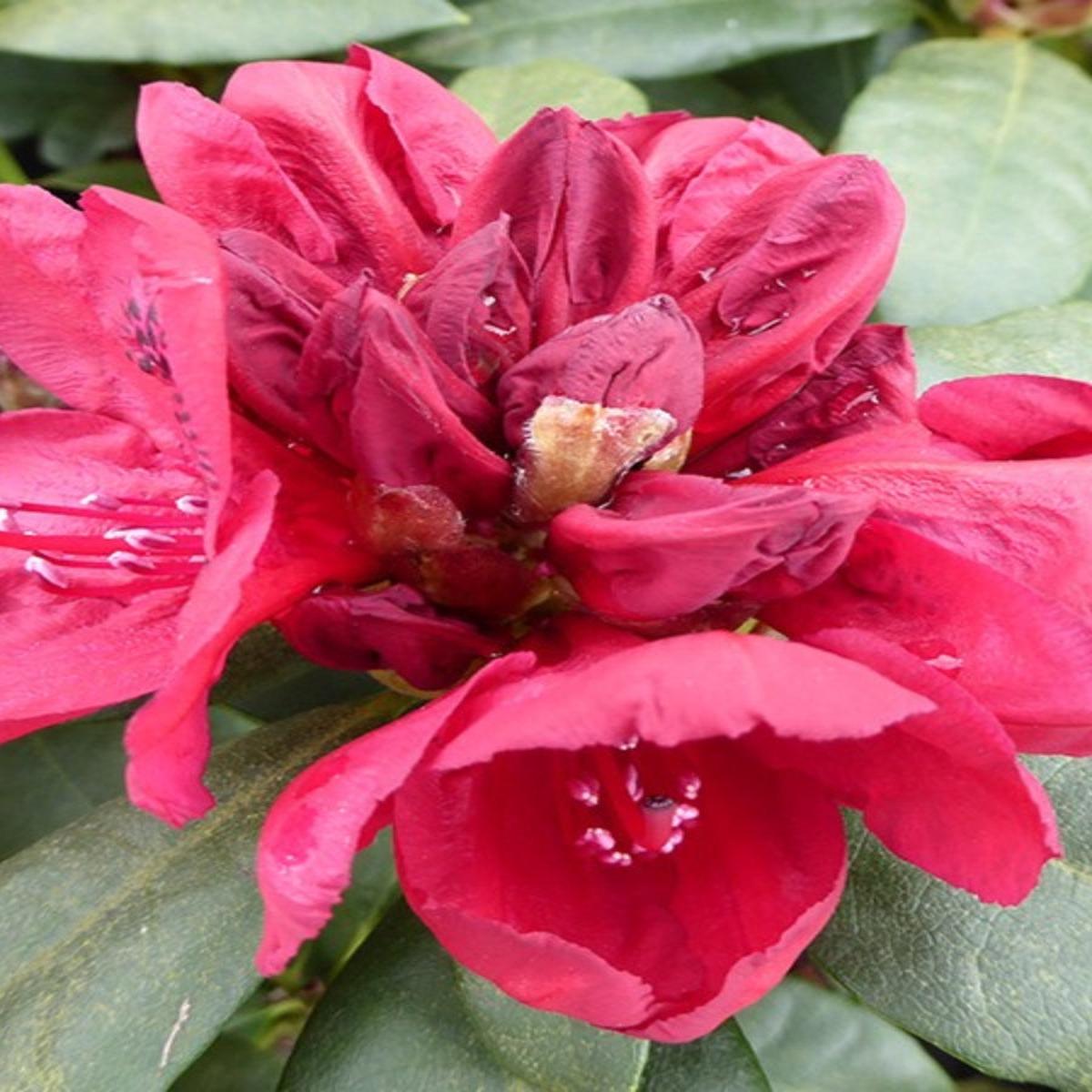 Rhododendron 'Lord Roberts' 2G