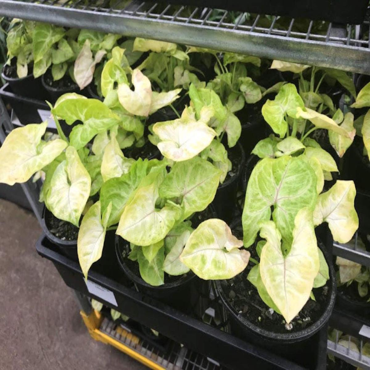 Syngonium 'Mango' (Arrowhead Plant)