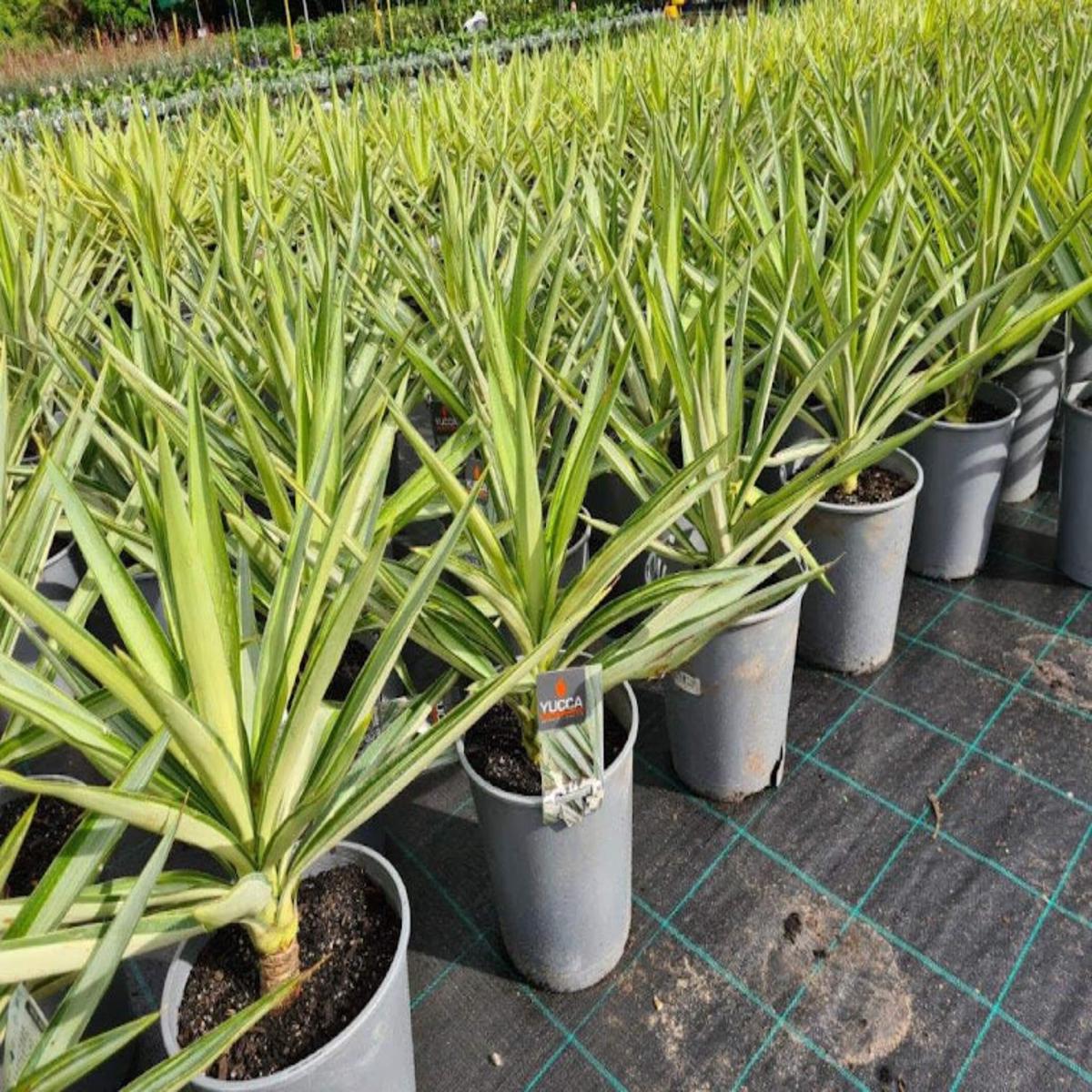 Yucca elephantipes 'Silver Star' (Spineless Yucca)