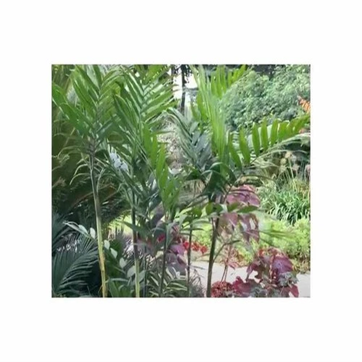 10x Chamaedorea seifrizii - Seifriz's Bamboo Palm Tree Plants - Seeds ID1640