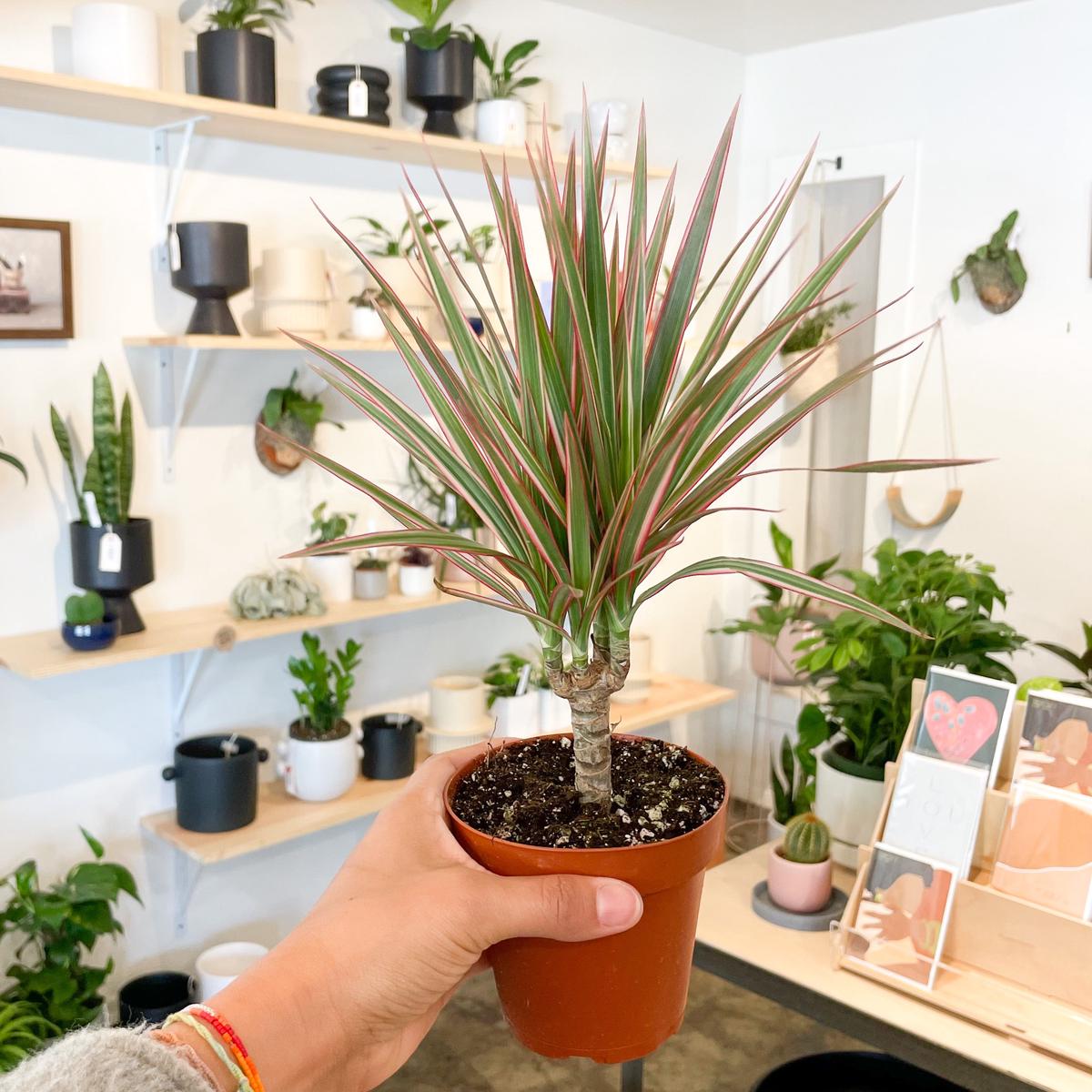 4 Dracaena Bicolor Cane