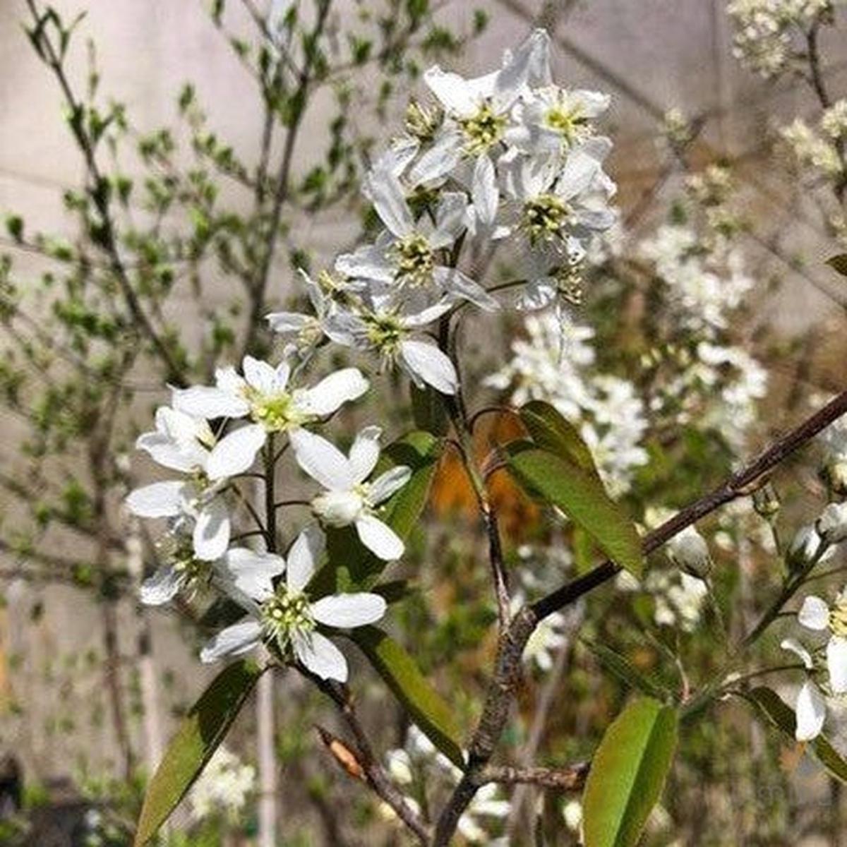 Amelanchier arborea