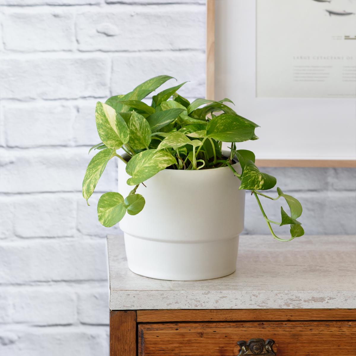 Golden Pothos - LARGE