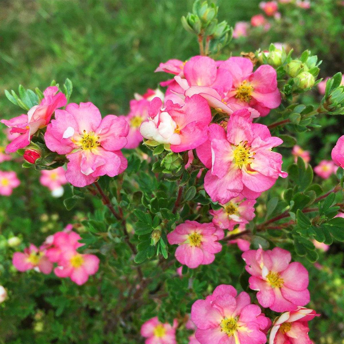 Happy Face Hearts Bush Potentilla PW # 2 PW Cont