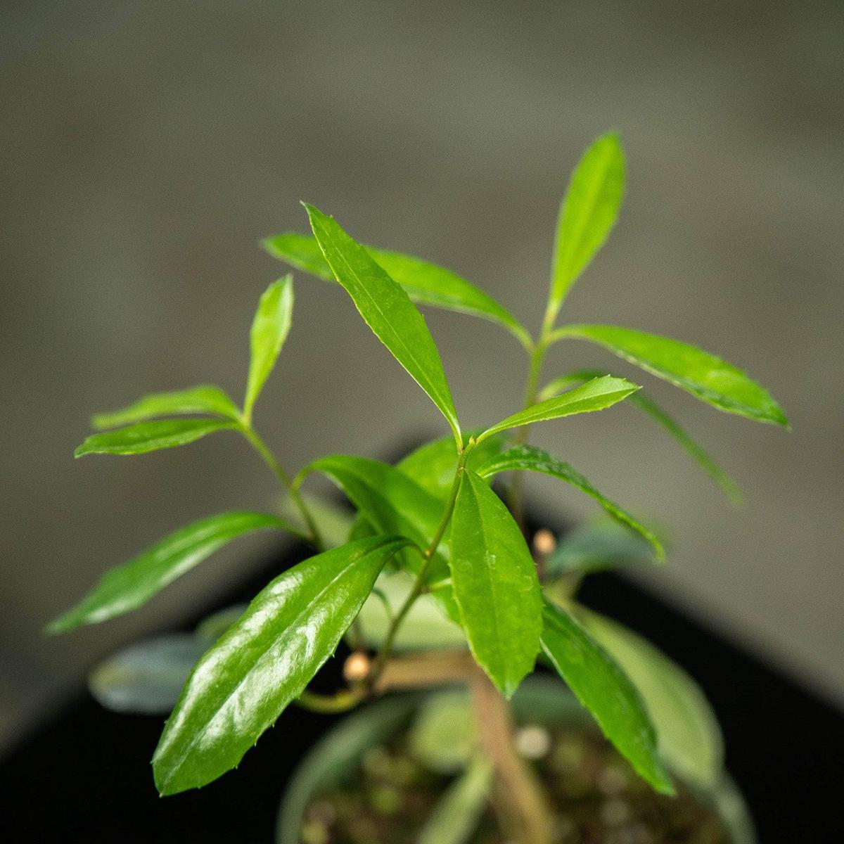 Ilex paraguariensis "Yerba Mate"