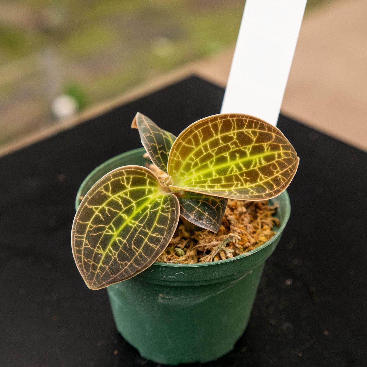Orchid Macodes 'Gold Dust'