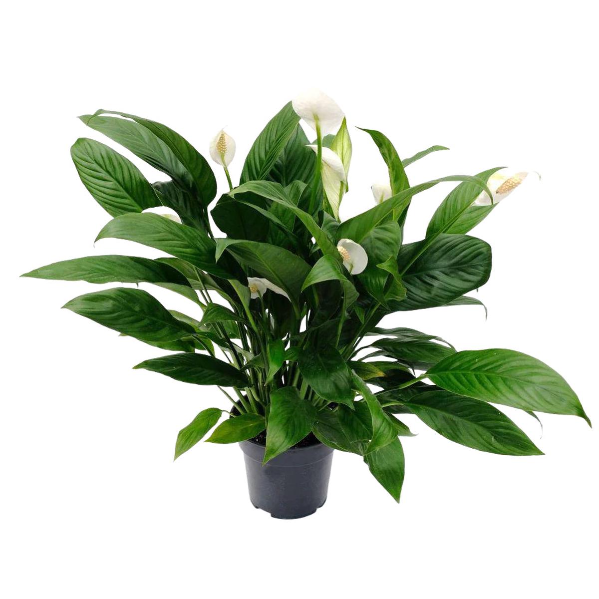 Peace Lily - Sweet Pablo 10"