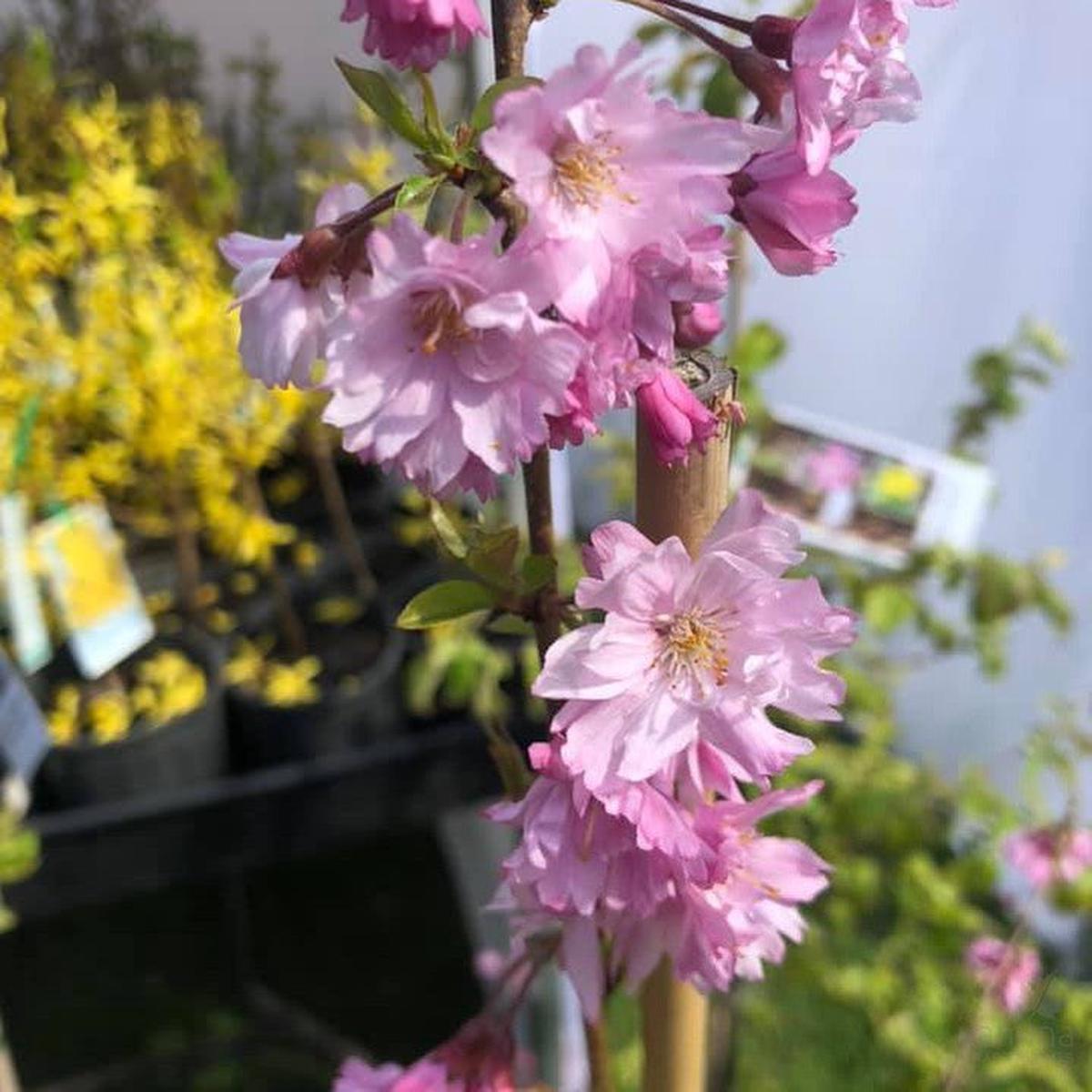 Prunus subhirtella Fukubana
