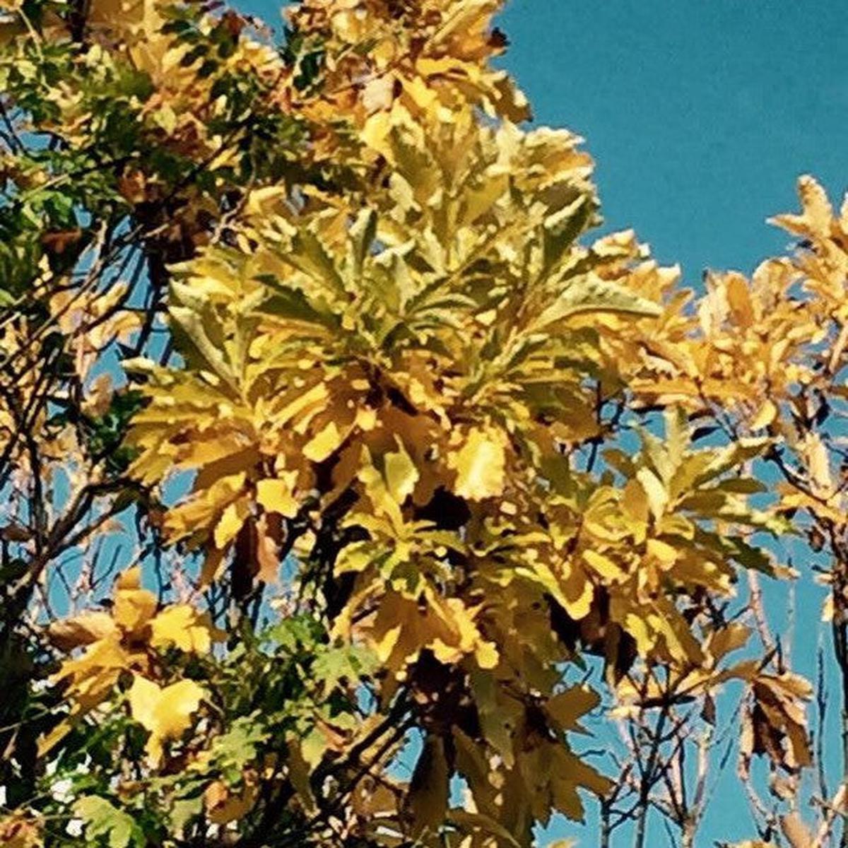 Quercus mongolica Aurea