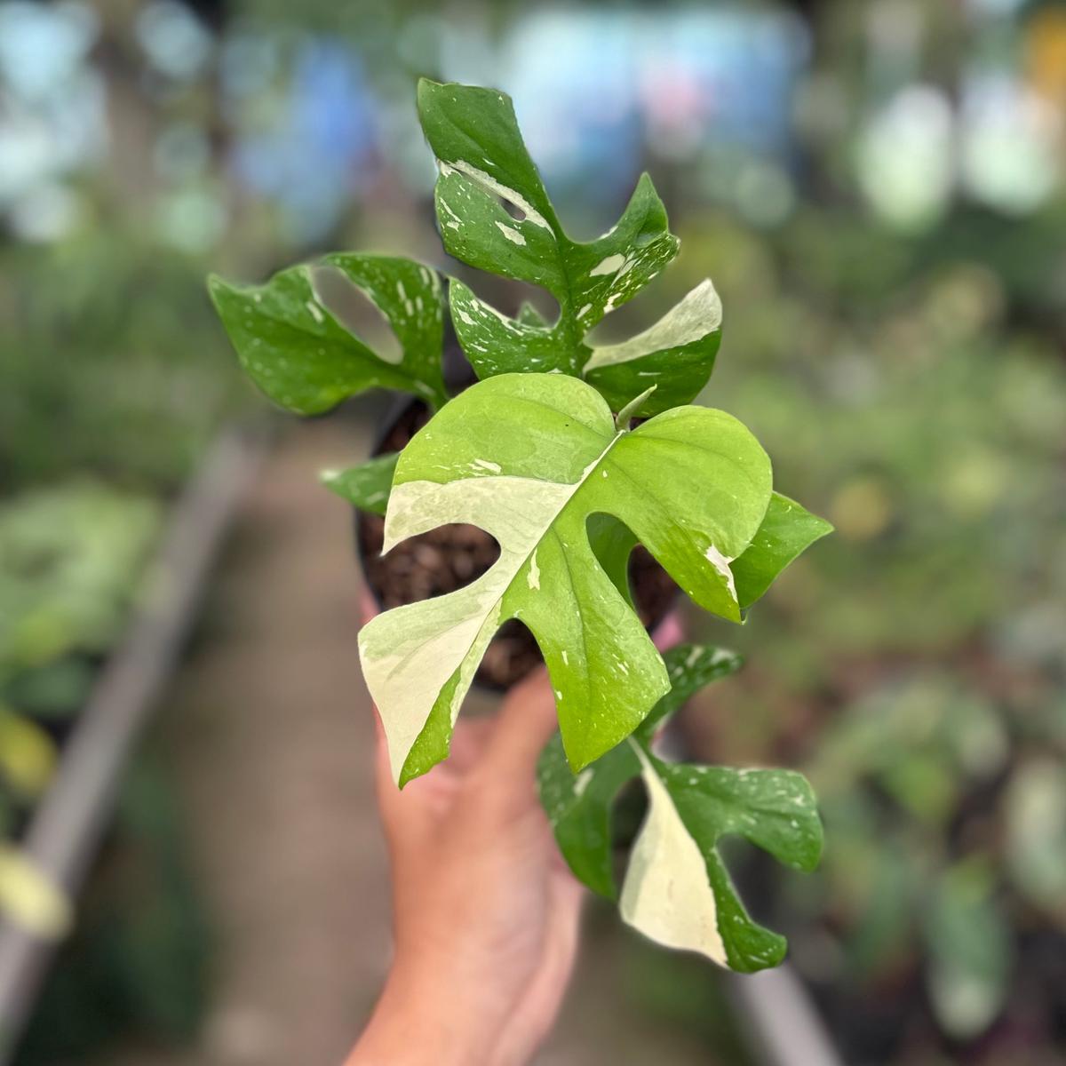 Rhaphidophora tetrasperma thai constellation