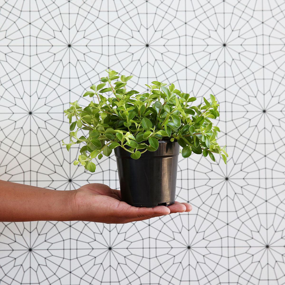 Round Leaf Peperomia