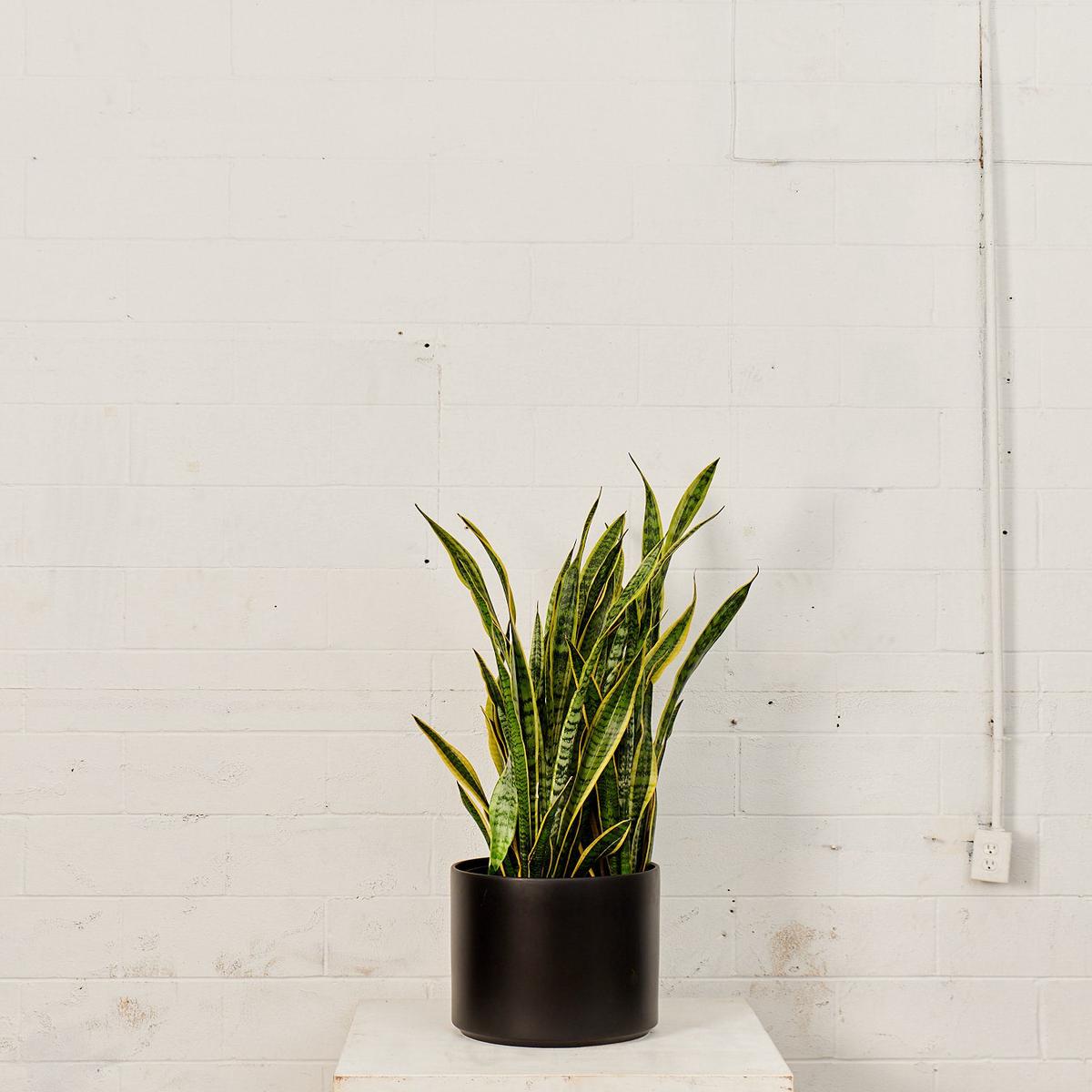 14 Inch REVIVAL CERAMICS - BLACK - Large