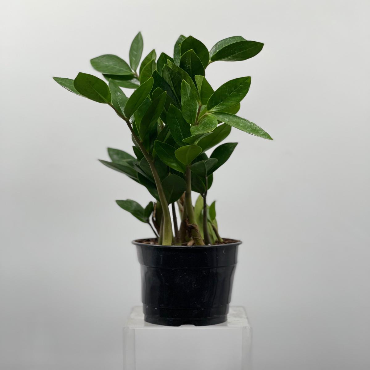 5" Zamioculcas Zamiifolia "ZZ"