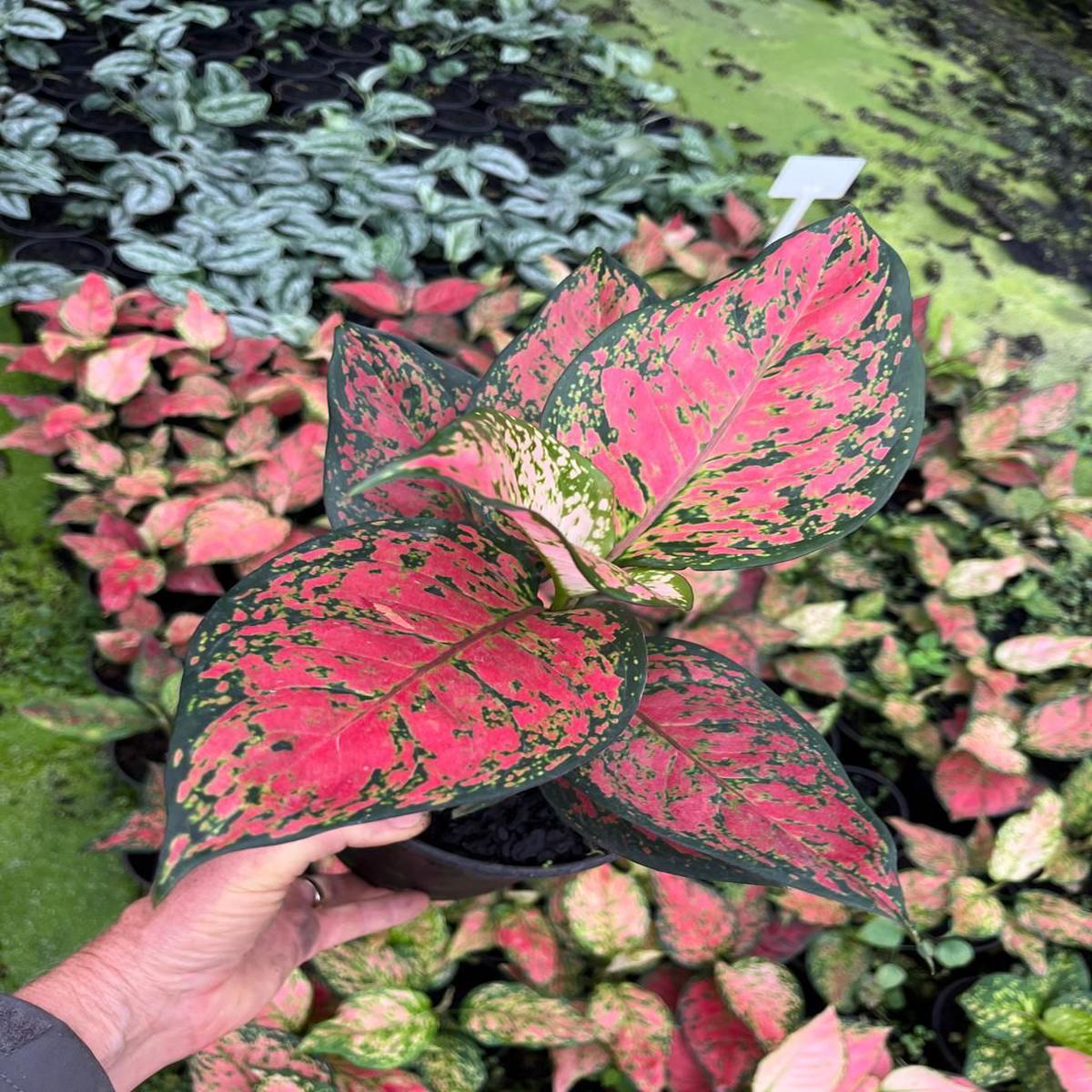 Chinese Evergreen - Auspicious Red